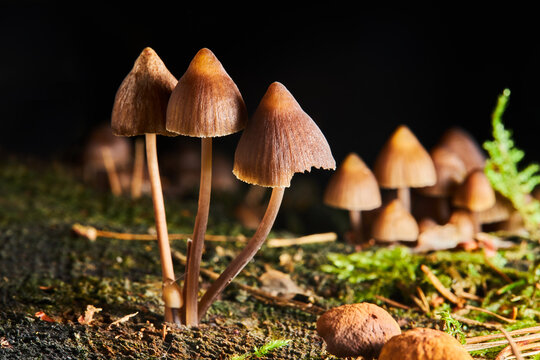 best mushroom supplement for brain health