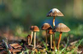 best mushroom supplement for brain health 