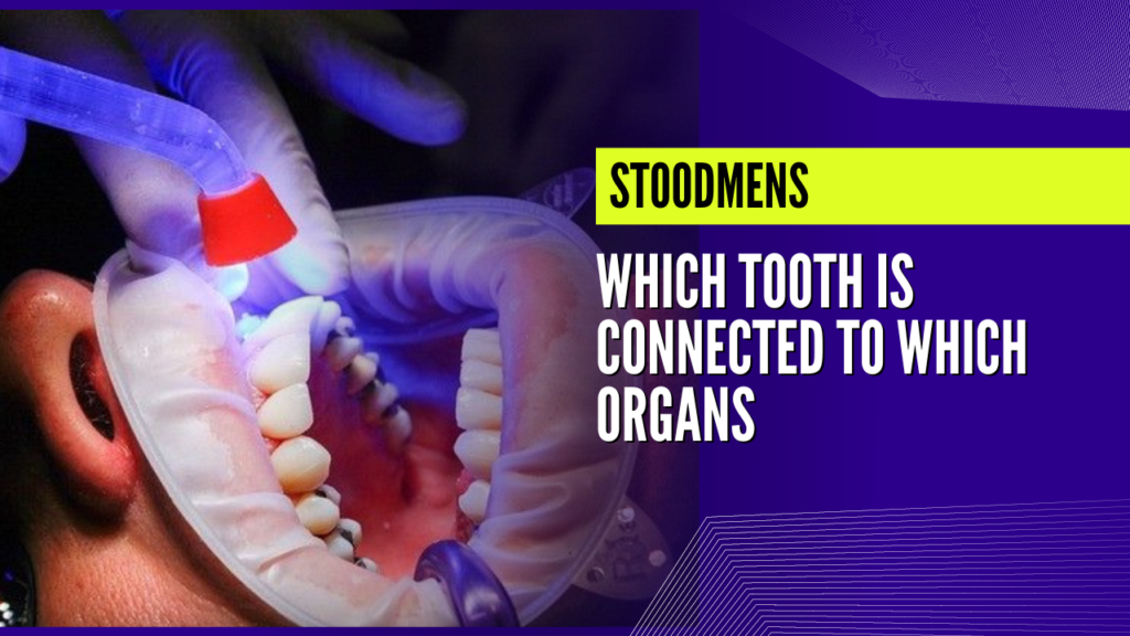 which tooth is connected to which organs