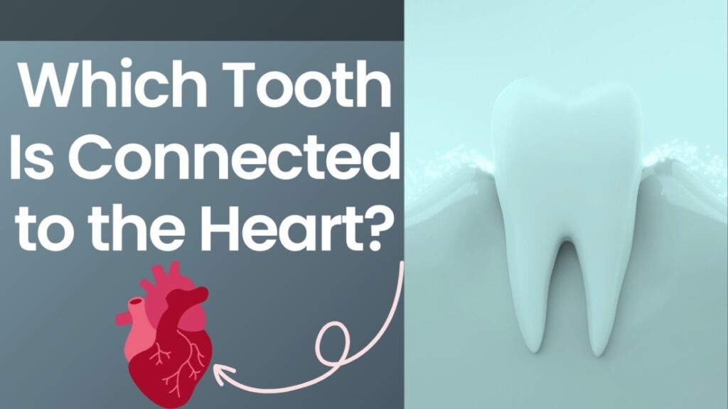 Which Tooth Is Connected to the Heart